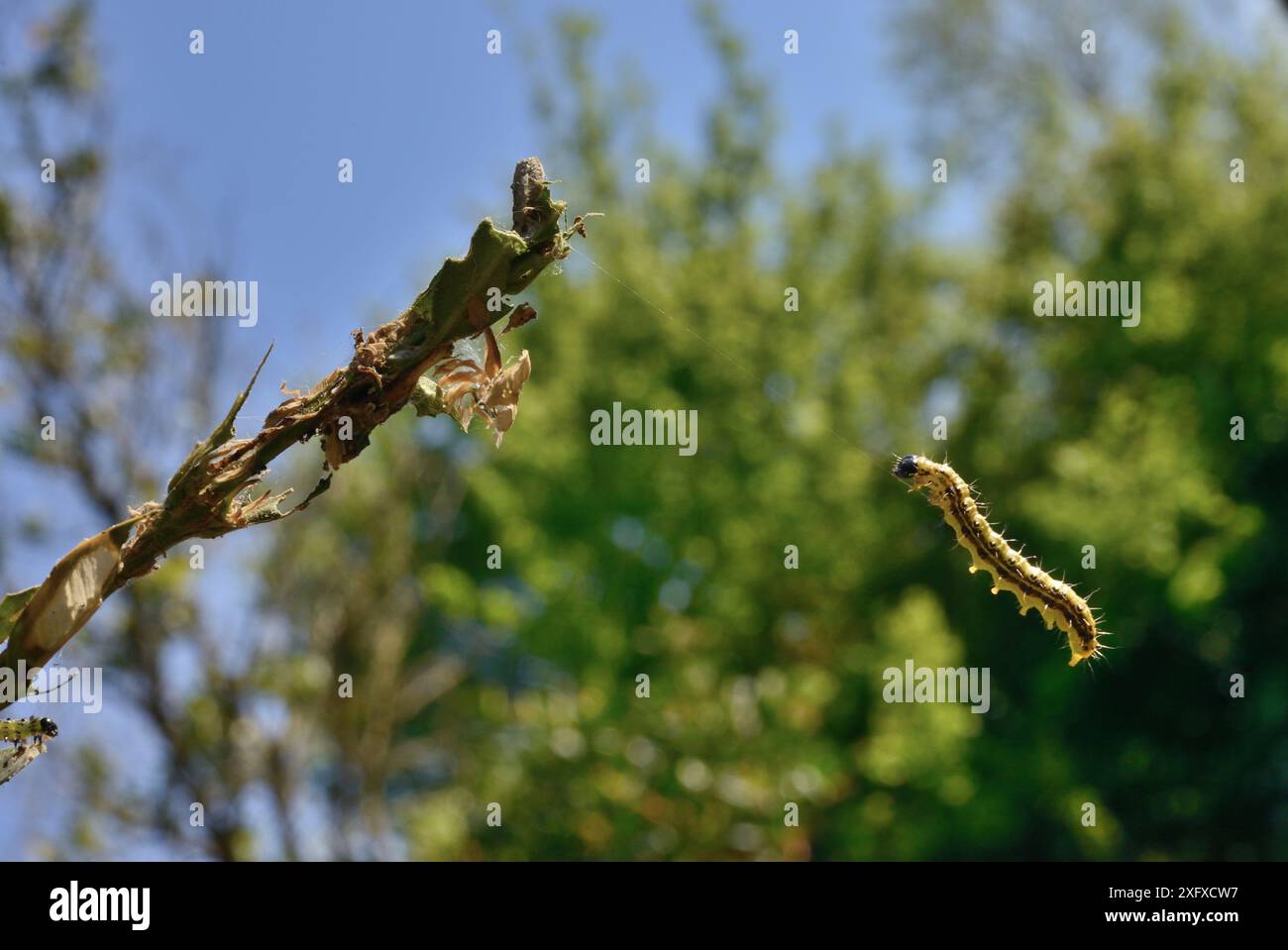 Falena di alberi scatolati (Cydalima perspectalis) caterpillar su filetto fine di seta attaccato a Box (Buxus sp). Originario dell'Asia orientale. Specie invasive in Europa. Foto Stock