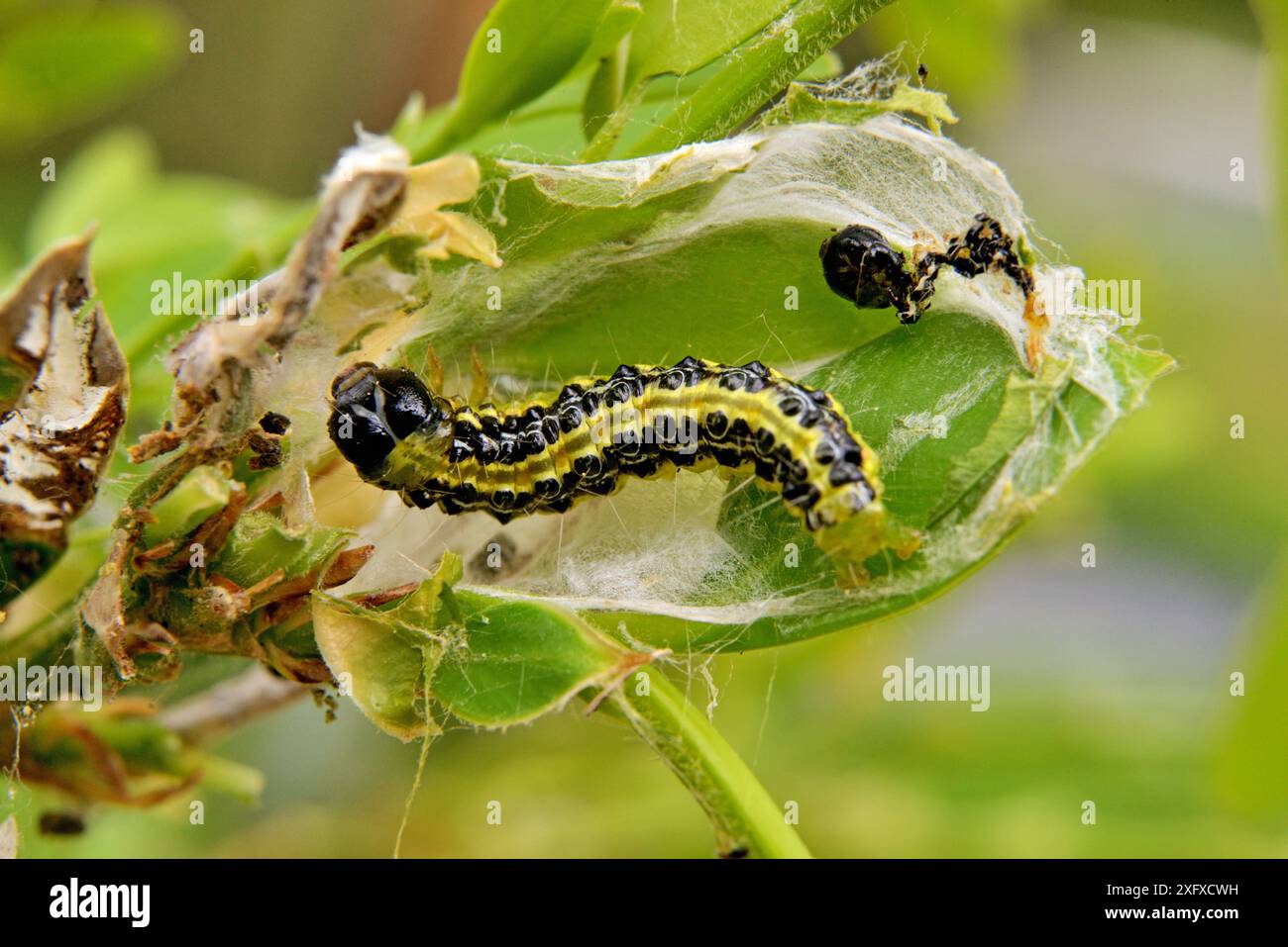 Falena di alberi scatolati (Cydalima perspectalis) caterpillar e ragnatele su Box (Buxus sp). Originario dell'Asia orientale. Specie invasive in Europa. Foto Stock