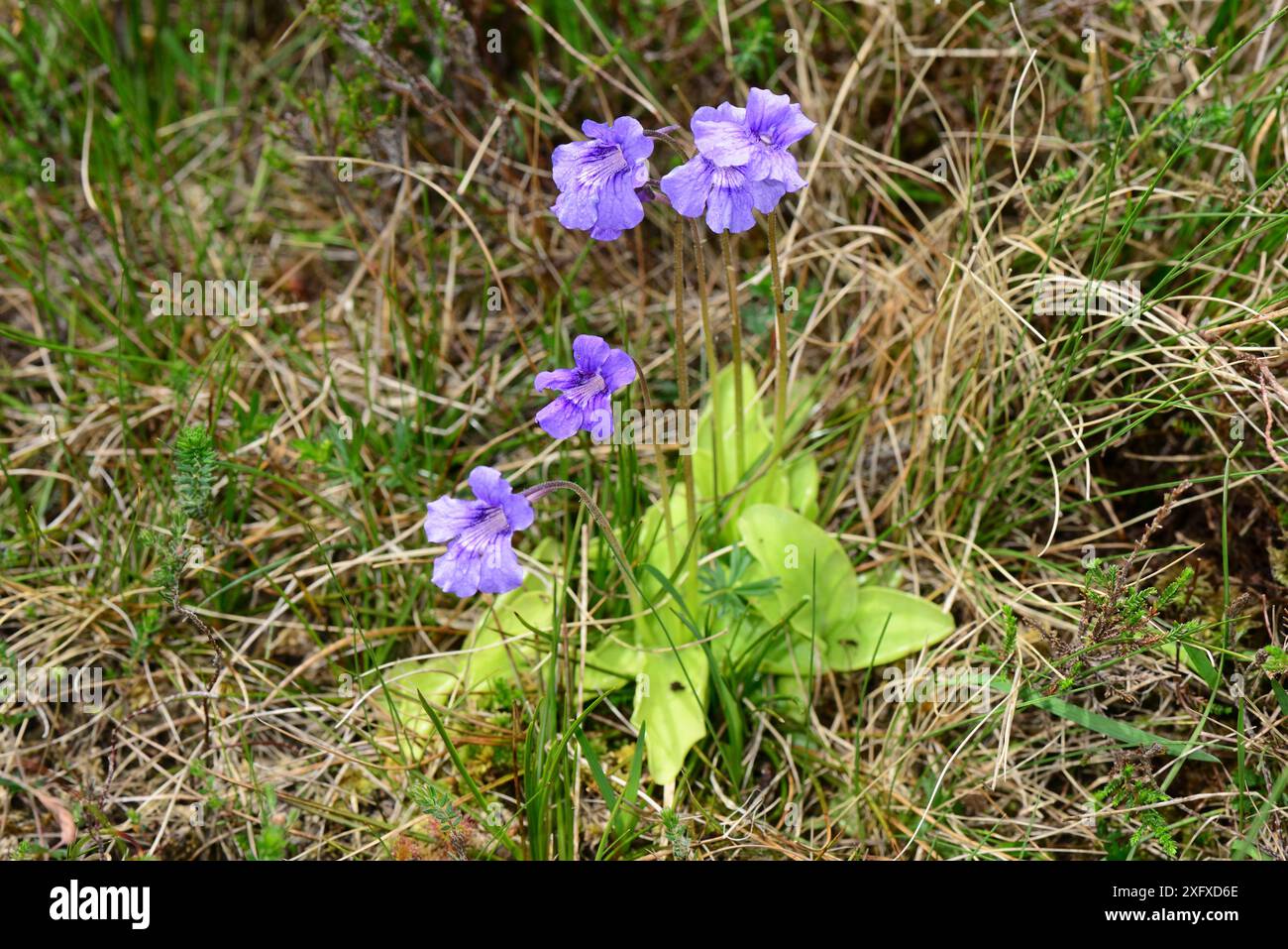 Farro a fiore grande (Pinguicula grandiflora), MacGillycuddy'S Reeks, County Kerry, Repubblica d'Irlanda. Giugno. Foto Stock