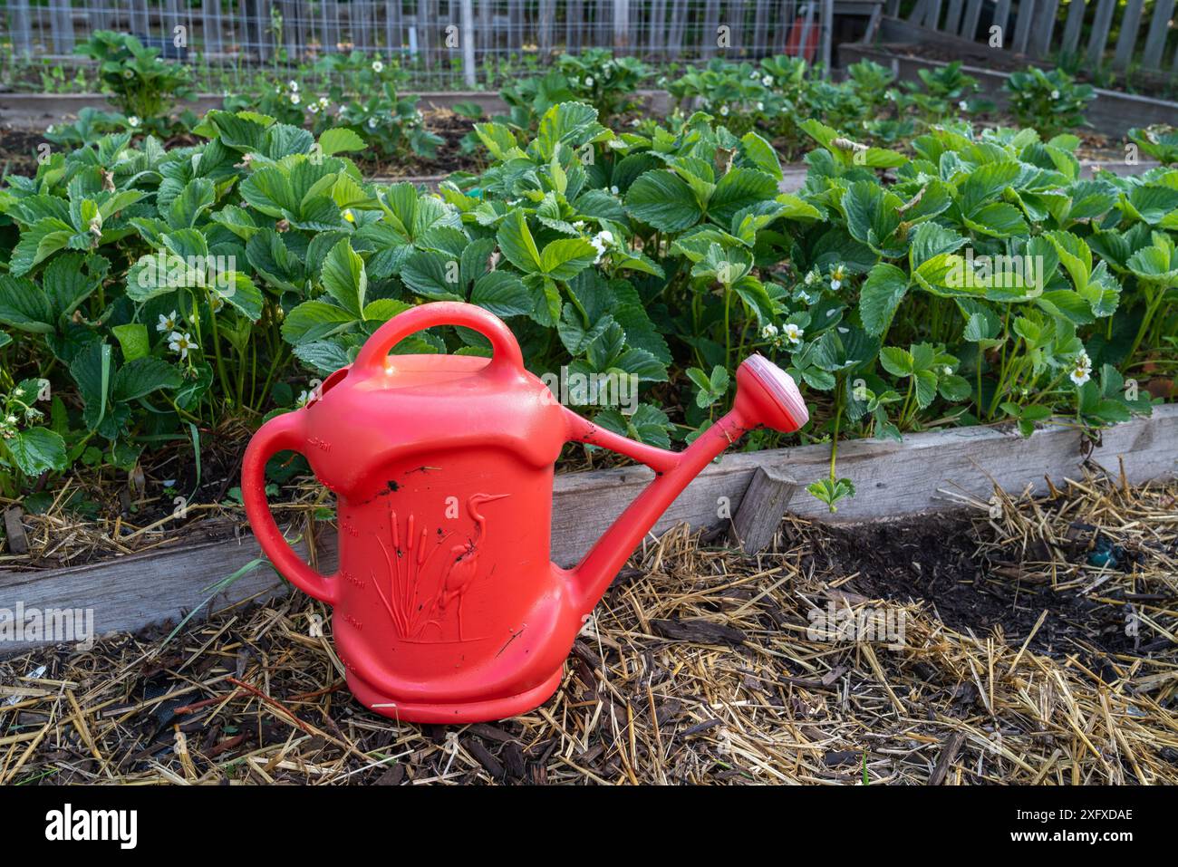 Piante di fragole coltivate in letti rialzati nel giardino di casa. Foto Stock