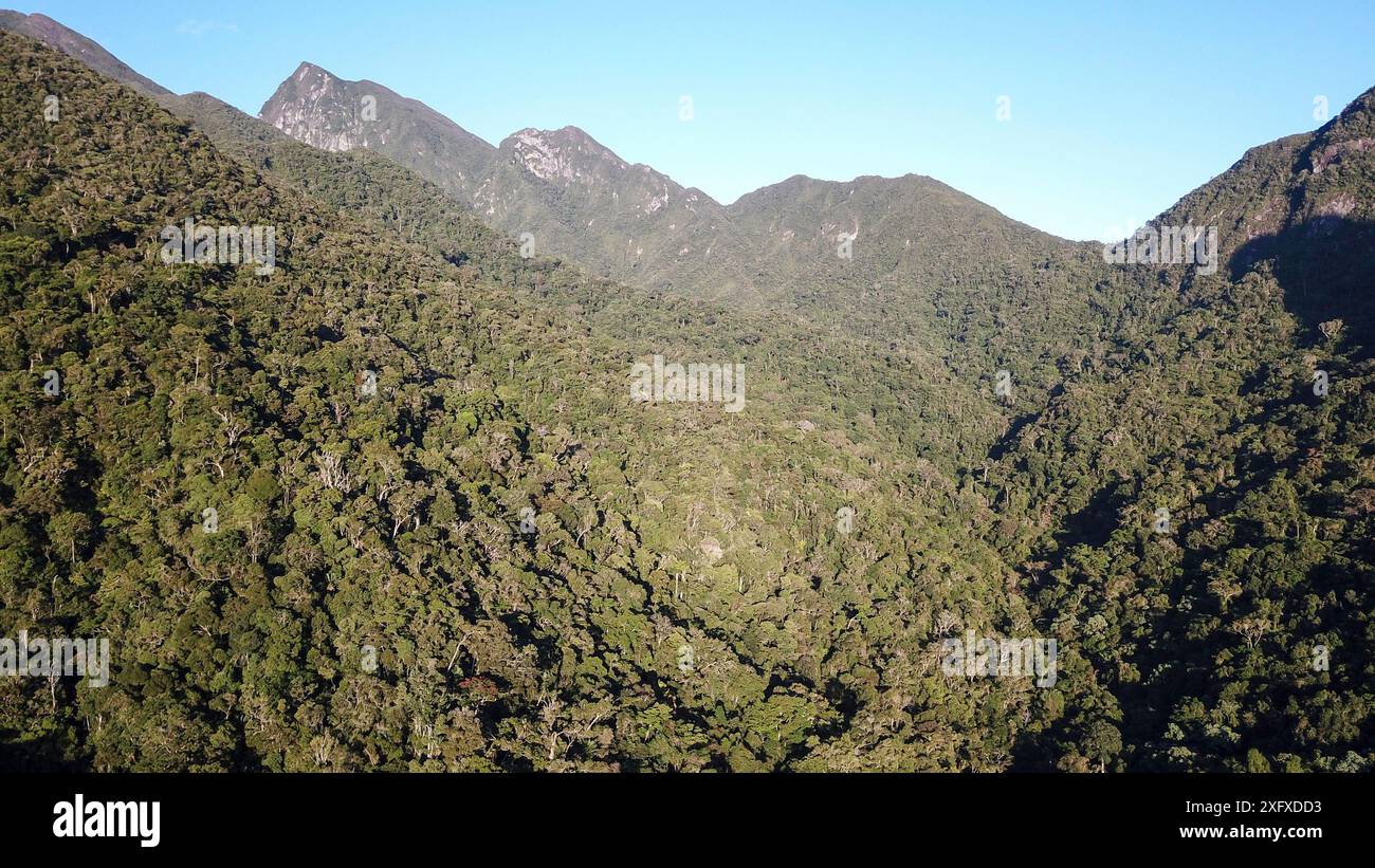 Foresta pluviale di media altitudine sulle colline vicino a Camp Marojejia, Parco Nazionale di Marojejy, Madagascar nord-orientale. Ottobre 2017. Foto Stock