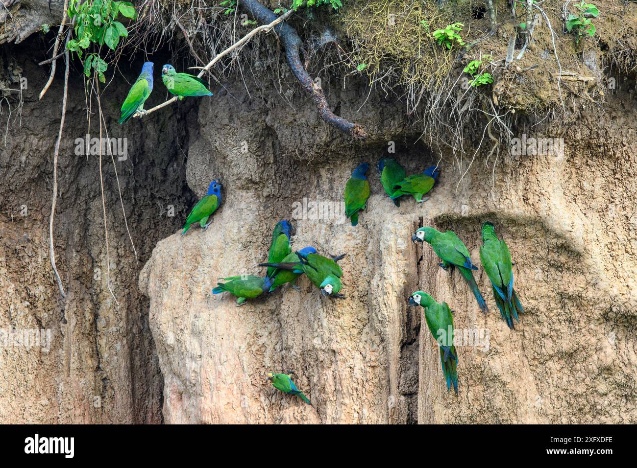 L'ara panciuta rossa (Orthoptera manilata) e il pappagallo con testa blu (Pionus mestruus) si nutrono di lecchi d'argilla. Fiume Heath, Tambopata / riserve Bahuaja-Sonene, Amazzonia, Perù / confine con la Bolivia. Foto Stock