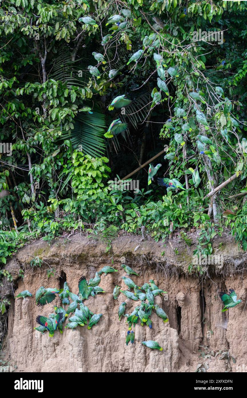 Pappagallo di mealia (Amazona farinosa) e pappagallo di testa azzurra (Pionus mestruus) si nutrono a pareti di lecca d'argilla e si aprono sopra negli alberi. Manu Wildlife Center, riserva della Biosfera di Manu, Amazzonia, Perù. Novembre 2017. Foto Stock