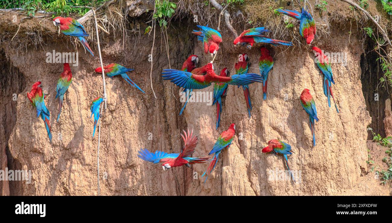 L'ara rossa e verde (Ara chloropterus) si nutre al lecca d'argilla. Fiume Heath, Tambopata / riserve Bahuaja-Sonene, Amazzonia, Perù / confine con la Bolivia. Foto Stock