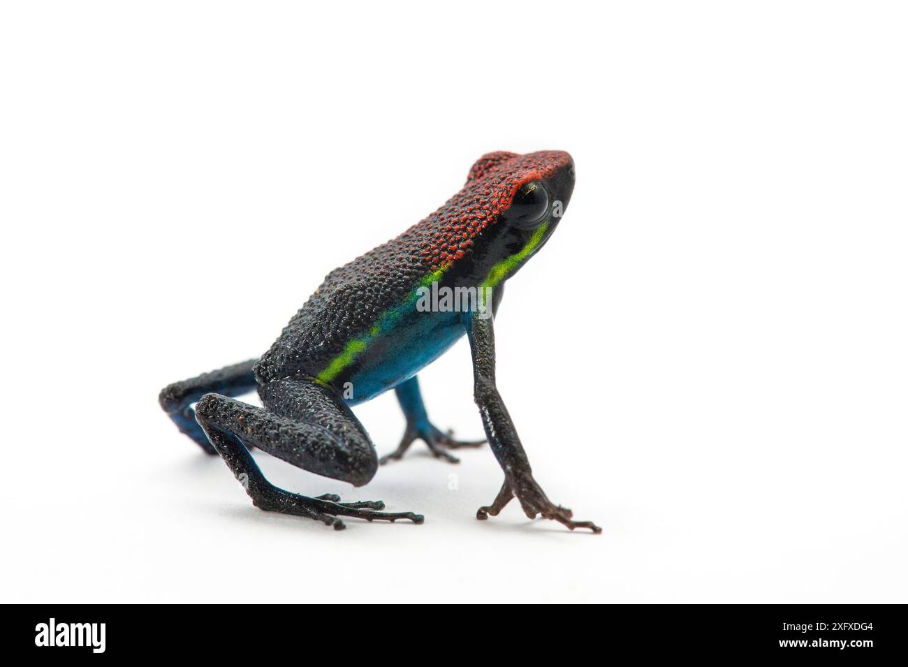 Rana velenosa manu (Ameerega macero). Fotografato su uno sfondo bianco nella riserva della Biosfera di Manu, Perù. Foto Stock