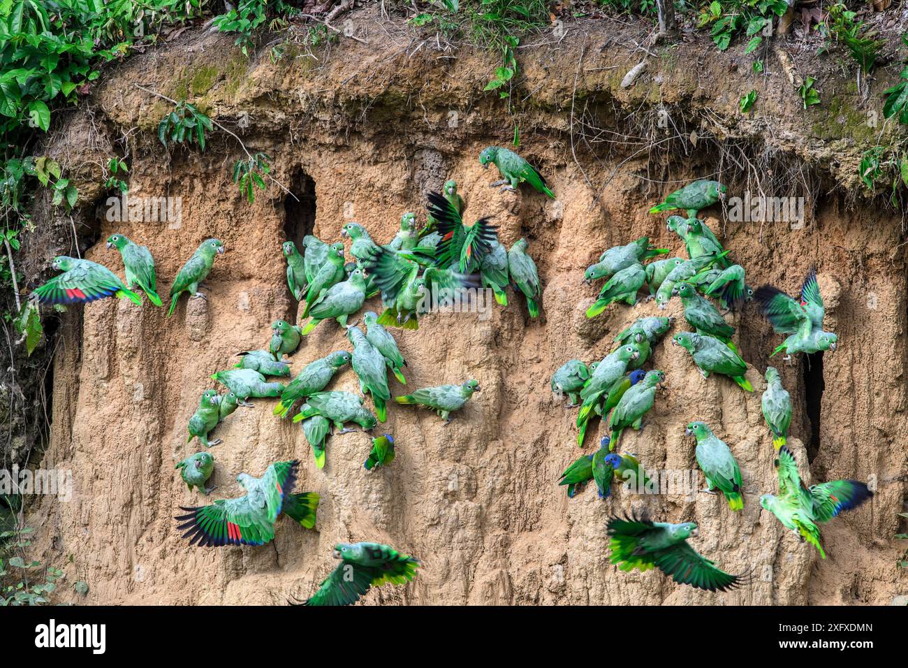 Pappagallo di mealia (Amazona farinosa) e pappagallo di testa azzurra (Pionus mestruus) si nutrono di lecchi d'argilla. Manu Wildlife Center, Manu Biosphere Reserve, Perù. Foto Stock