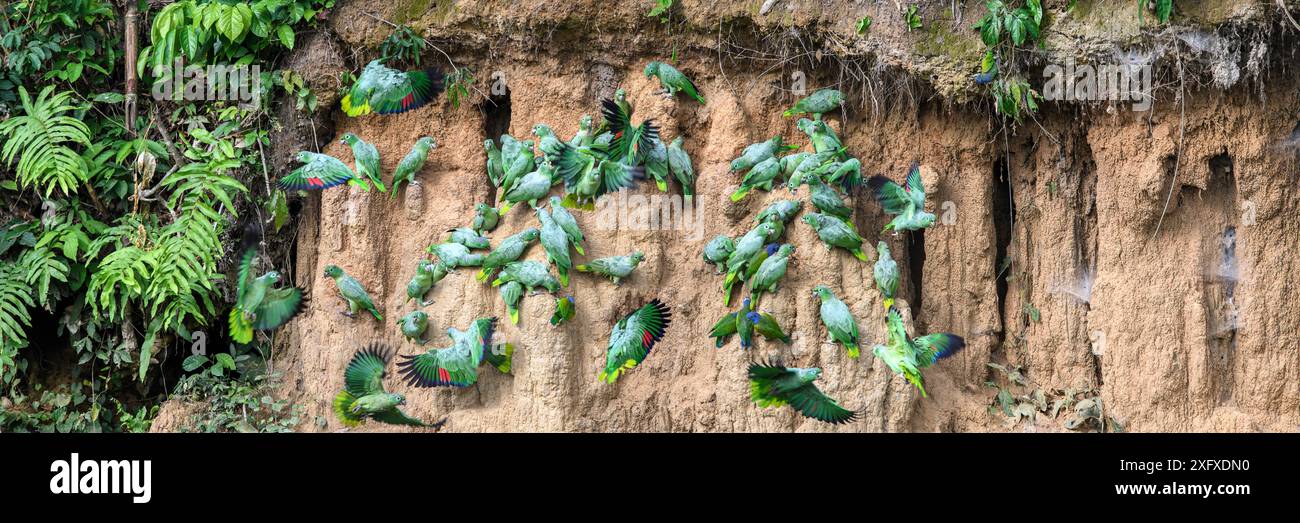 Pappagallo di mealia (Amazona farinosa) e pappagallo di testa azzurra (Pionus mestruus) si nutrono di lecchi d'argilla. Manu Wildlife Center, Manu Biosphere Reserve, Perù. Foto Stock