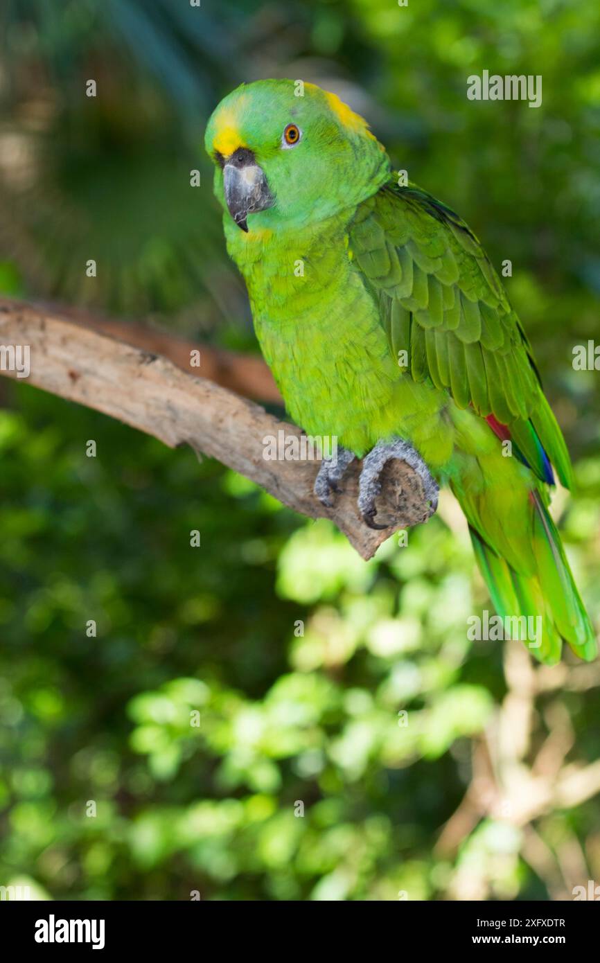 Pappagallo amazzonico (Amazona auropalliata) arroccato sul ramo. Prigioniero. Foto Stock