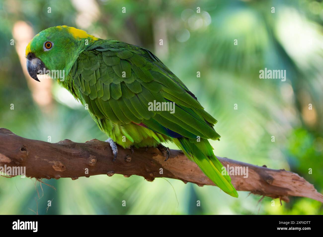 Pappagallo amazzonico (Amazona auropalliata) arroccato sul ramo. Prigioniero. Foto Stock