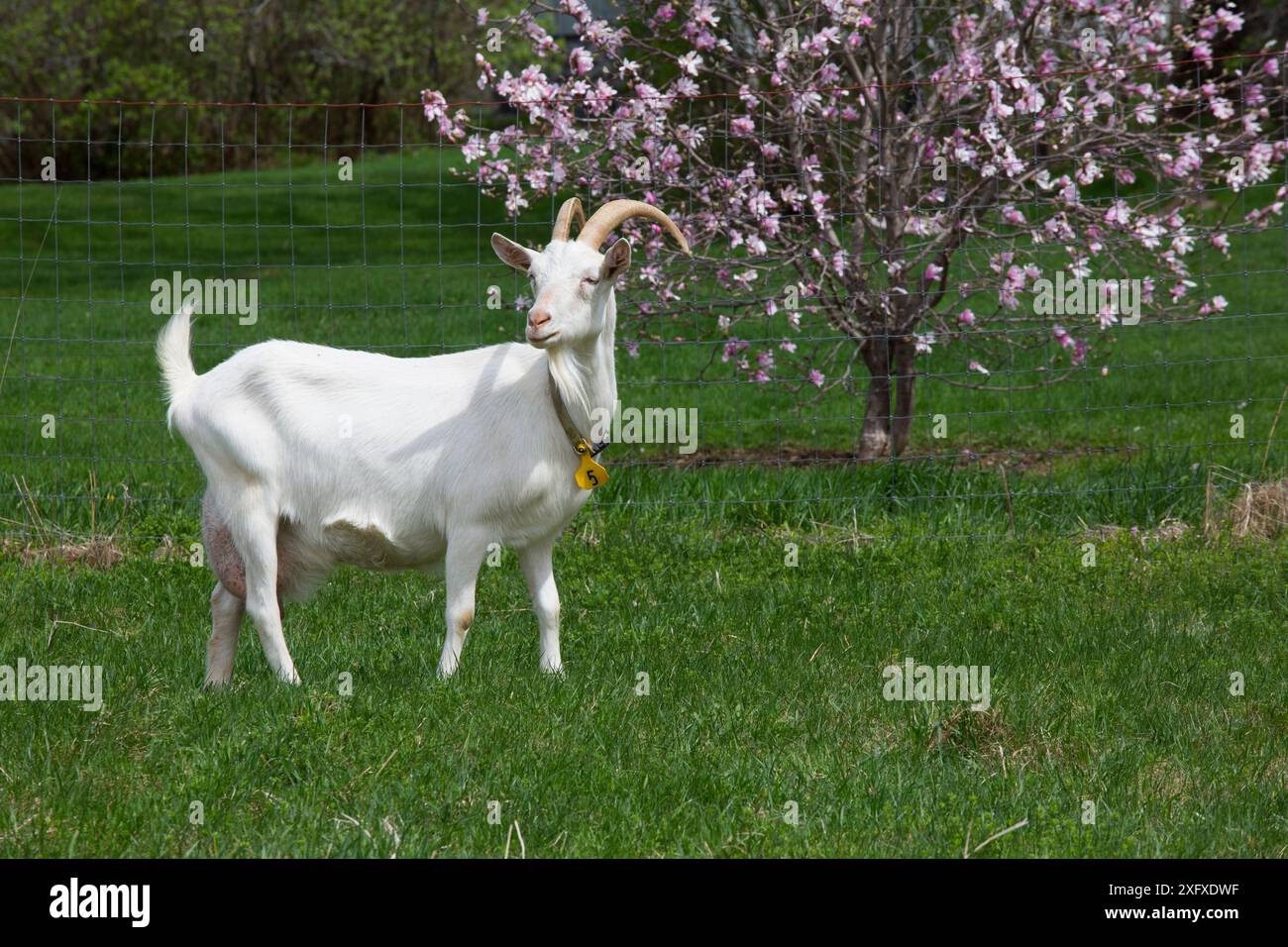 Capra da latte Saanen su pascolo con albero in fiore sullo sfondo. Norfolk, Litchfield County, Connecticut, Stati Uniti. Maggio. Foto Stock