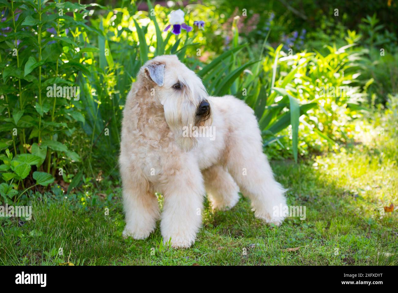 Terrier a base di grano con rivestimento morbido in giardino. Haddam, Connecticut, Stati Uniti. Giugno. Foto Stock