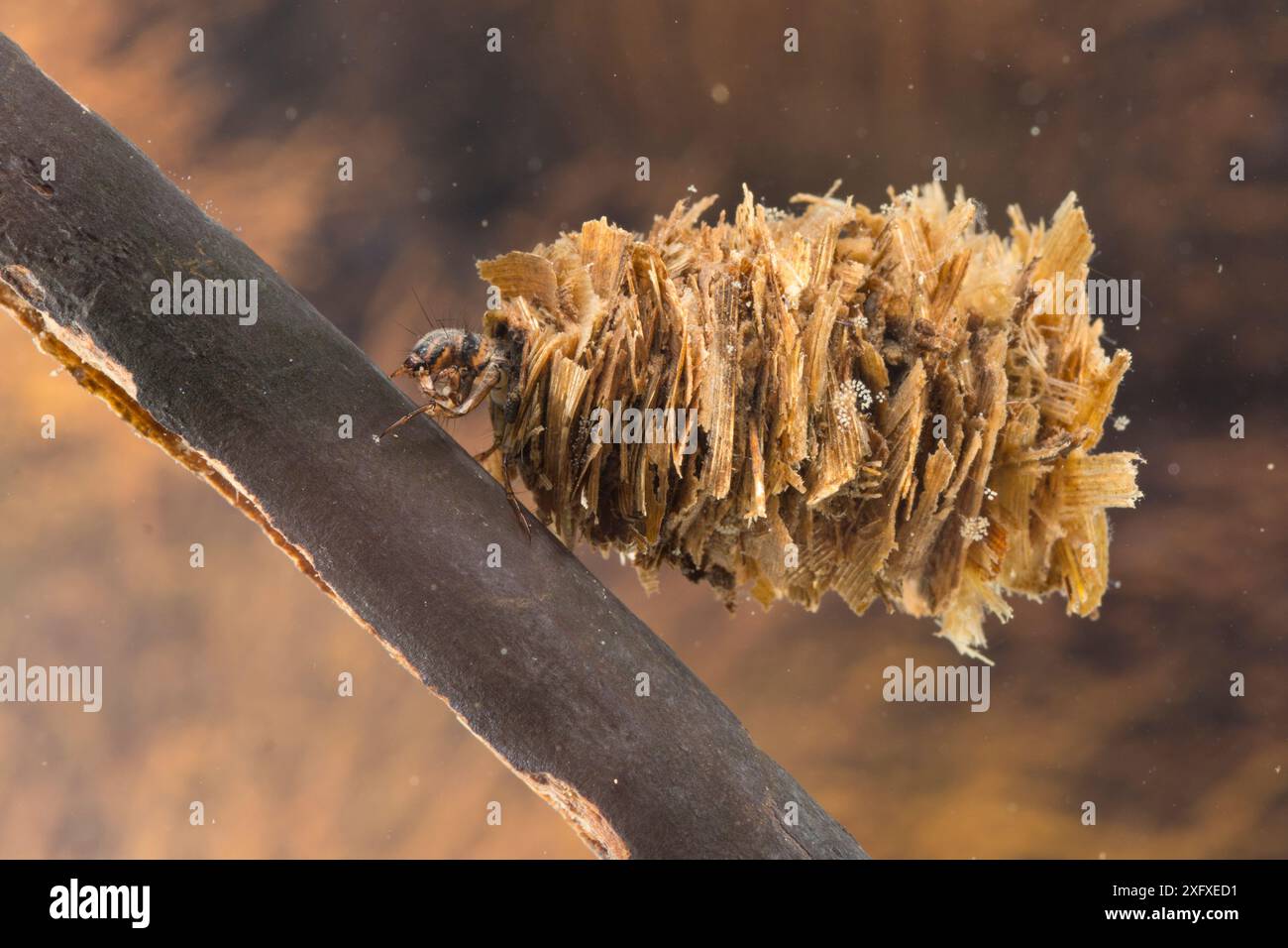 Caso-building caddisfly larva (Limnephilus rhombicus), Europa, giugno, condizioni controllate Foto Stock