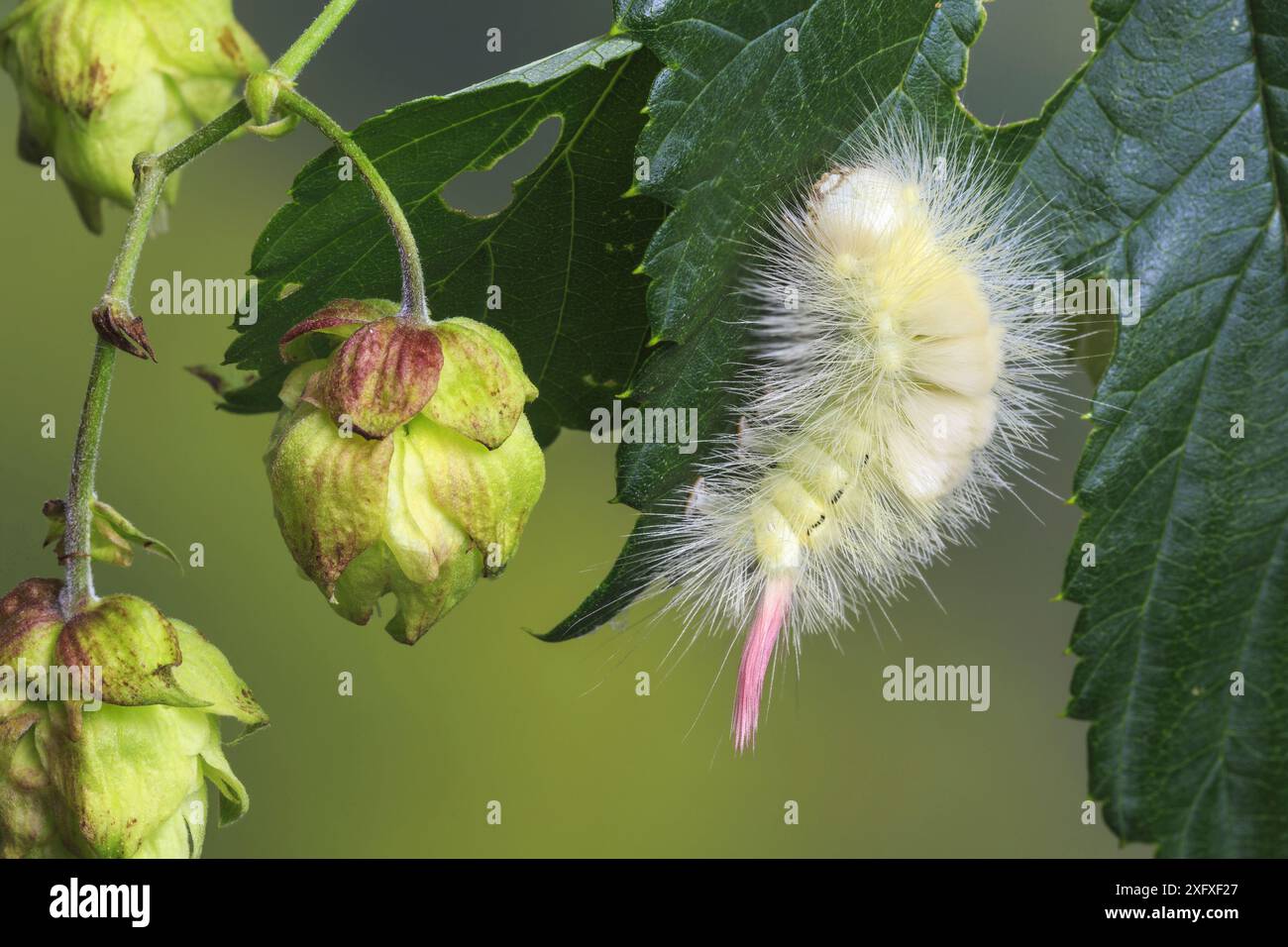 Pallido Tussock falena caterpillar (Calliteara pudibunda) on Hop Plant, Whitelye, Monmouthshire, agosto. Foto Stock