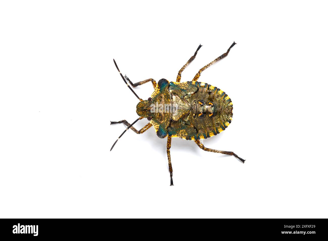 Insetto dello scudo forestale (Pentatoma rufipes) ninfa. Forest of Dean, Gloucestershire, Inghilterra, Regno Unito. Famiglia Pentatomidae Foto Stock