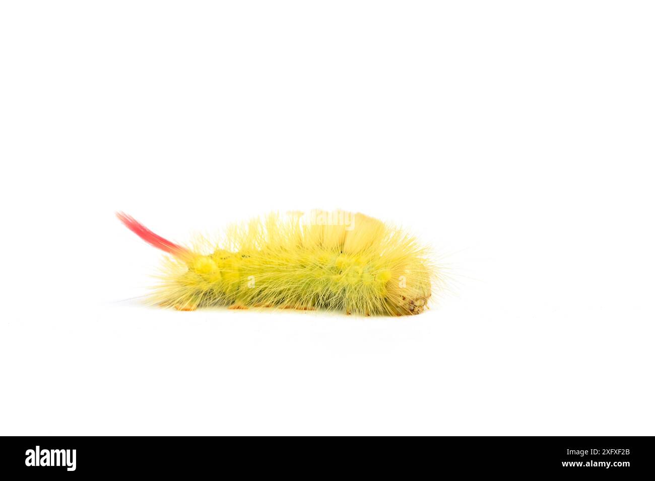 Pallido tussock falena caterpillar, (Calliteara pudibunda) on hop Plant, Whitelye, Monmouthshire, agosto. Foto Stock