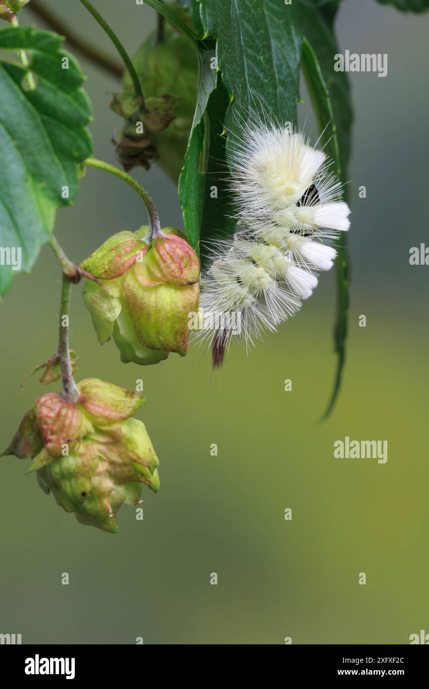 Pallido tussock falena caterpillar (Calliteara pudibunda) sulla pianta del luppolo, Whitelye, Monmouthshire, agosto. Foto Stock