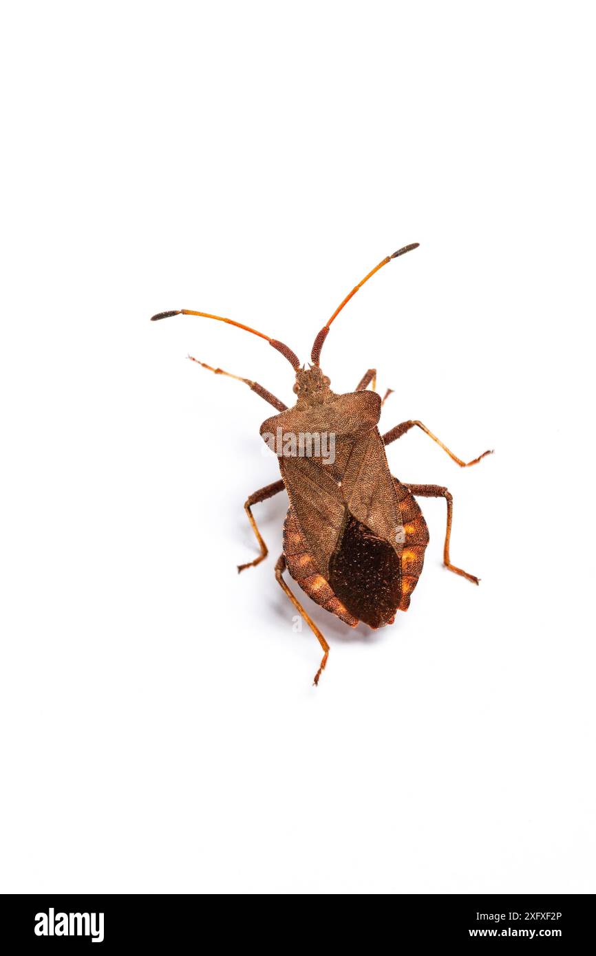 Dock bug (Coreus marginatus) Monmouthshire, Galles, Regno Unito Foto Stock