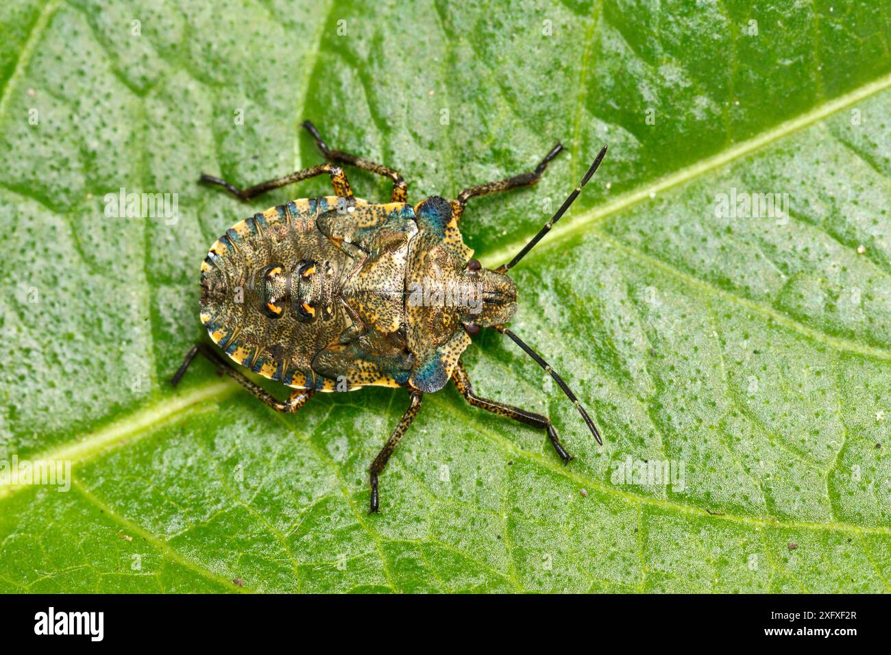 Insetto dello scudo forestale (Pentatoma rufipes) ninfa. Forest of Dean, Gloucestershire, Inghilterra, Regno Unito. Famiglia Pentatomidae Foto Stock
