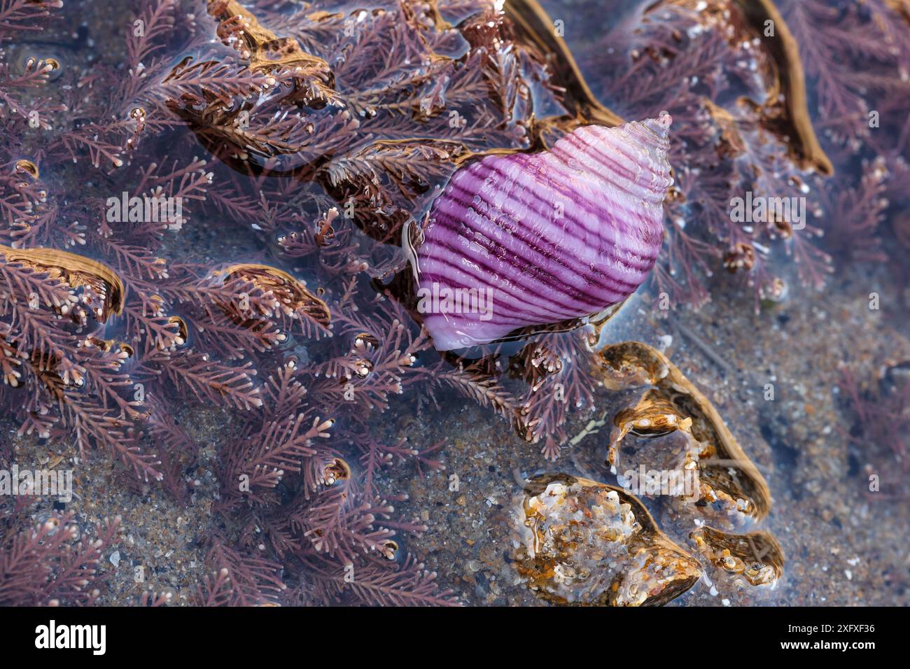 Rara forma viola di cane (Nucella lapillus) sulla riva di Nash Point, Glamorgan. Foto Stock