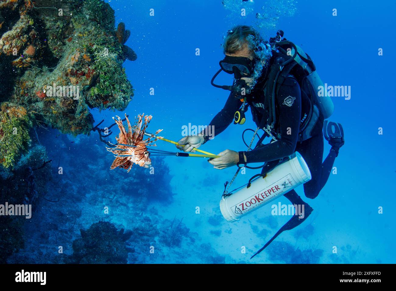 Subacqueo che caccia i pesci leone invasivi (Pterois volitans) da mangiare ai coccodrilli. Maggio 2015. Foto Stock