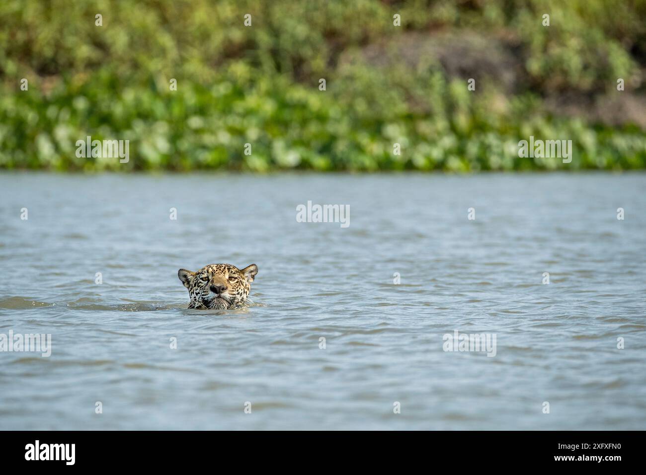 Giaguaro (Panthera onca) che nuota, attraversa un fiume, Pantanal, Mato grosso, Brasile Foto Stock