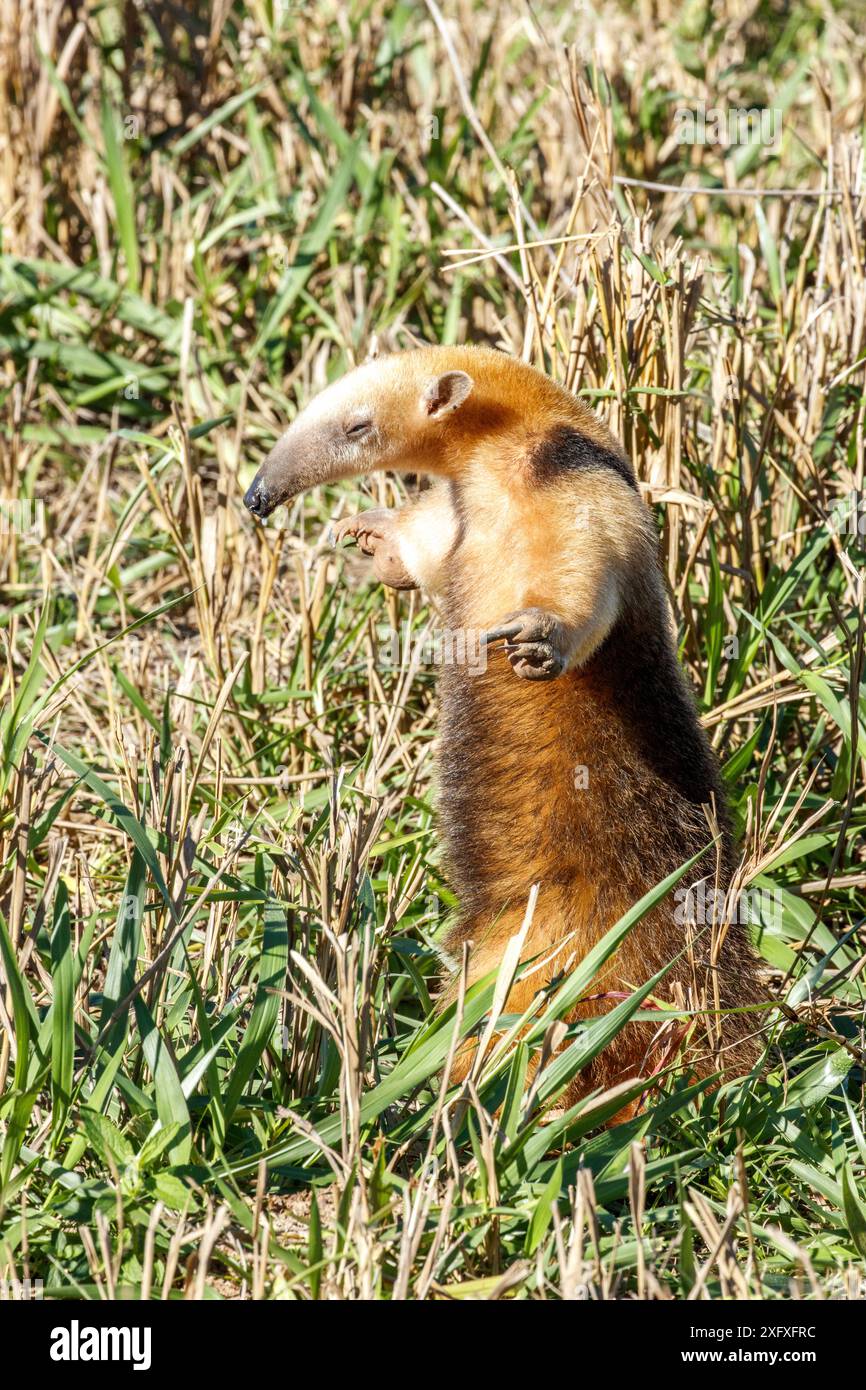 Formichiere meridionale (Tamandua tetradactyla) in piedi, fiume Formoso, Bonito, Mato grosso do sul, Brasile Foto Stock