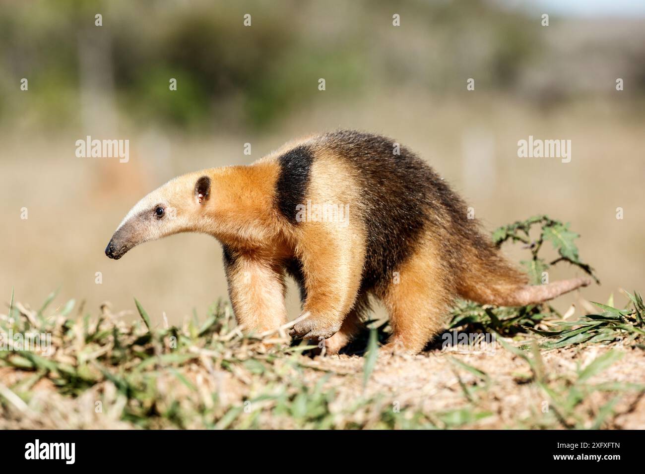 Anteater meridionale (Tamandua tetradactyla) Formoso River, Bonito, Mato Grosso do Sul, Brasile Foto Stock