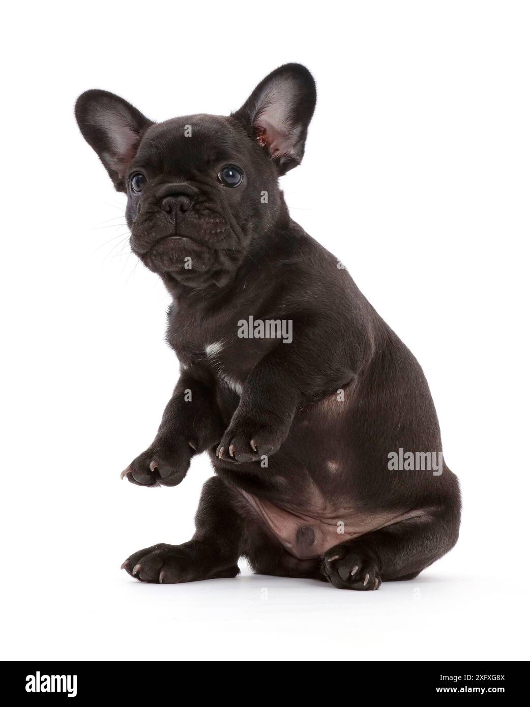 Cucciolo Bulldog francese, 6 settimane, seduto. Foto Stock