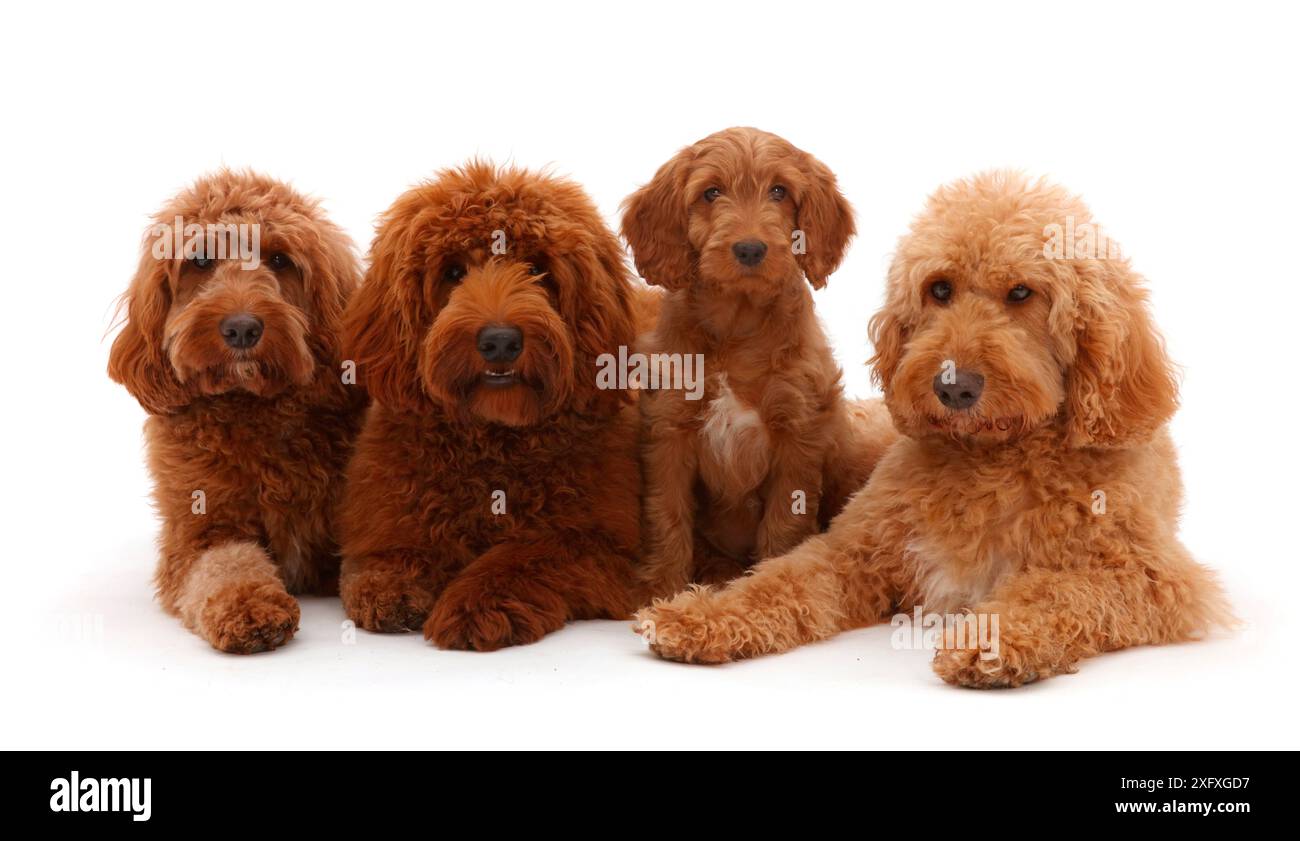 Tre adulti australiani di Labradoodles e un cucciolo in fila. Foto Stock