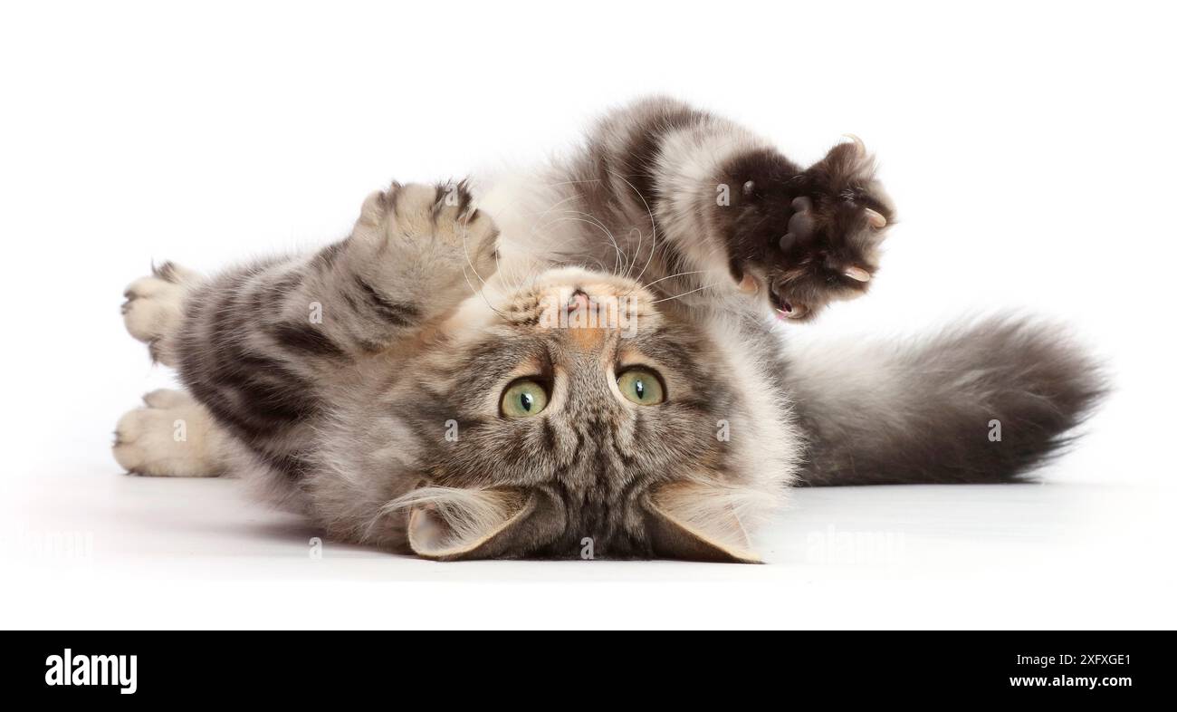 La gatta Silver Tabby, Freya, ha 5 mesi, che si arrotola sulla schiena. Foto Stock