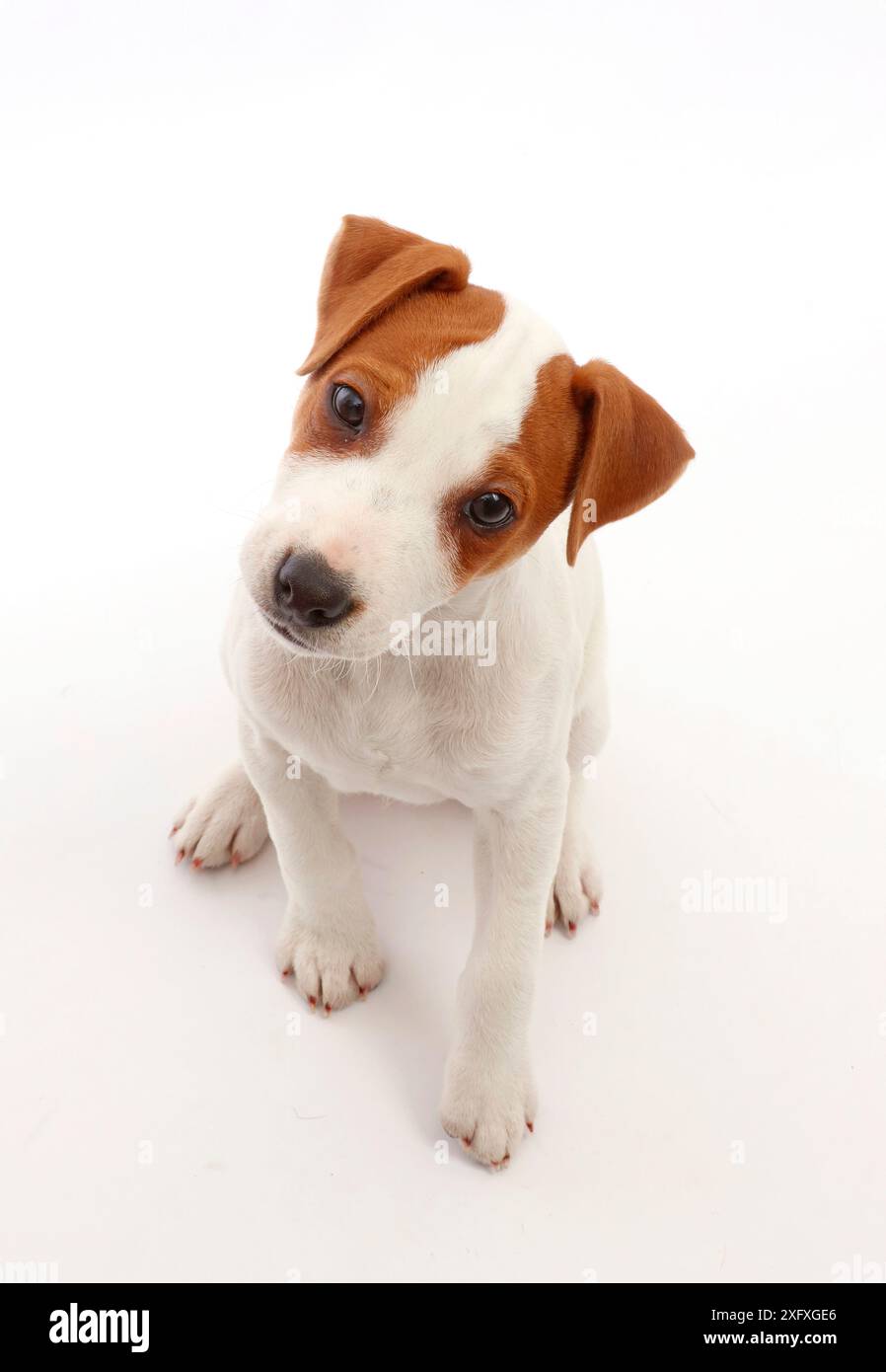 Jack Russell, cucciolo di Terrier, Bertie, 11 settimane, seduto e guardando in alto. Foto Stock