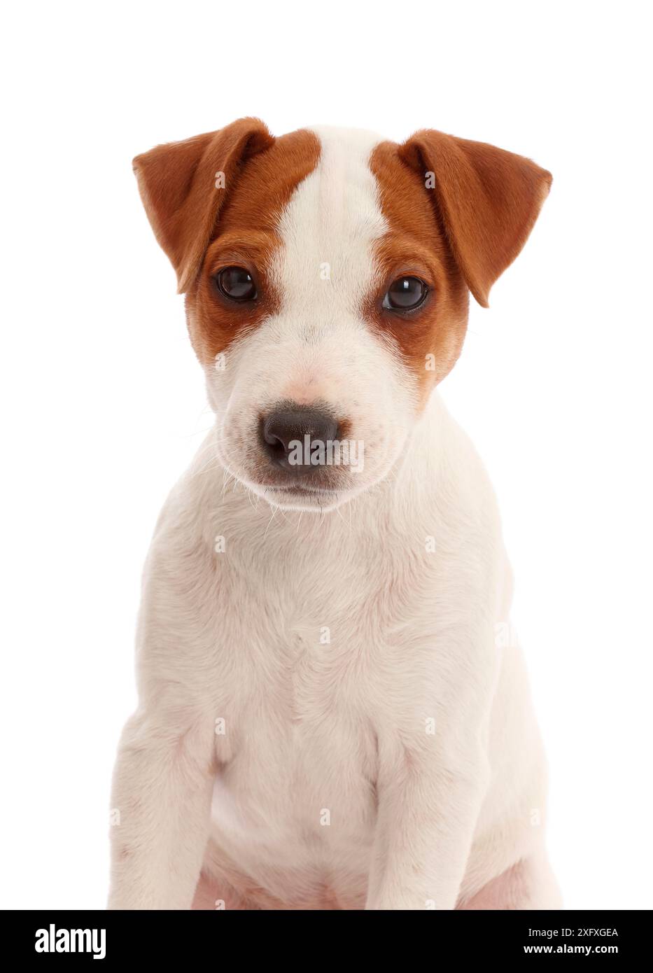 Jack Russell cucciolo Terrier, Bertie, 11 settimane. Foto Stock