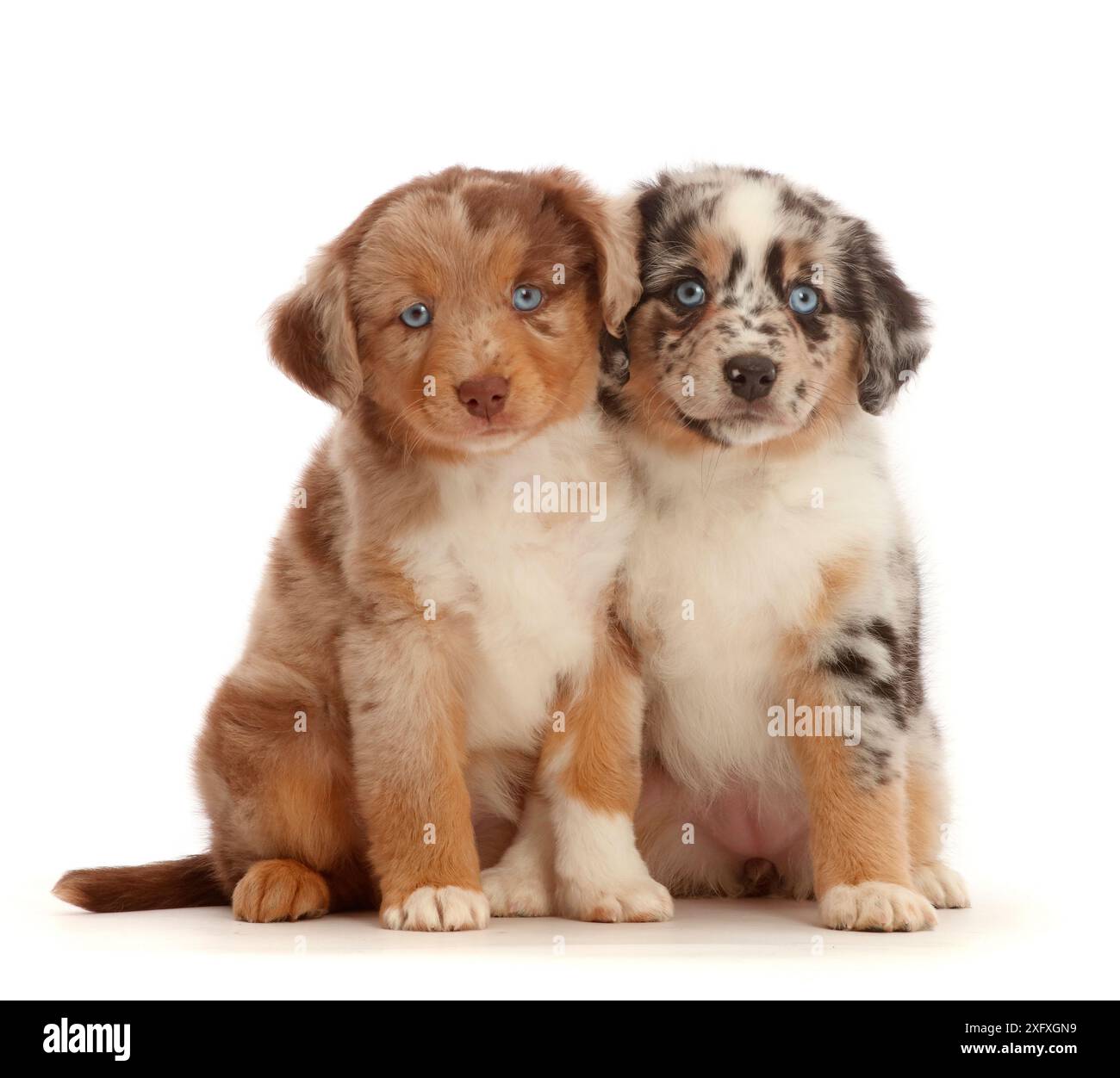 Due cuccioli merle Mini American Shepherd. Foto Stock