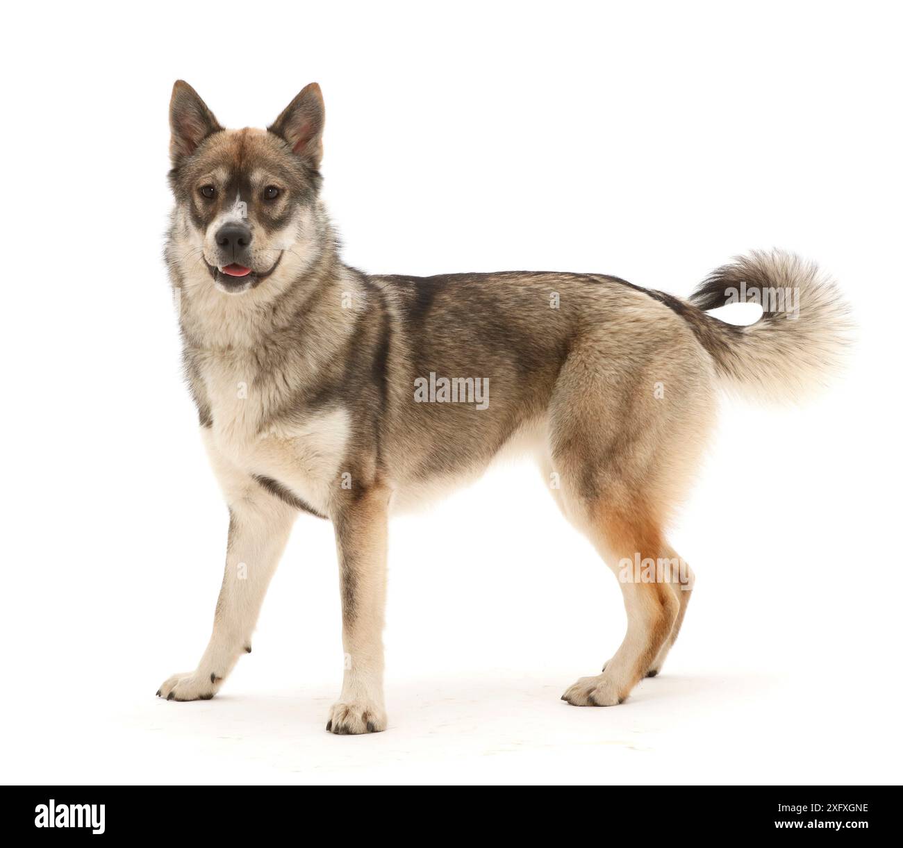 Husky-cross Dog walking. Foto Stock