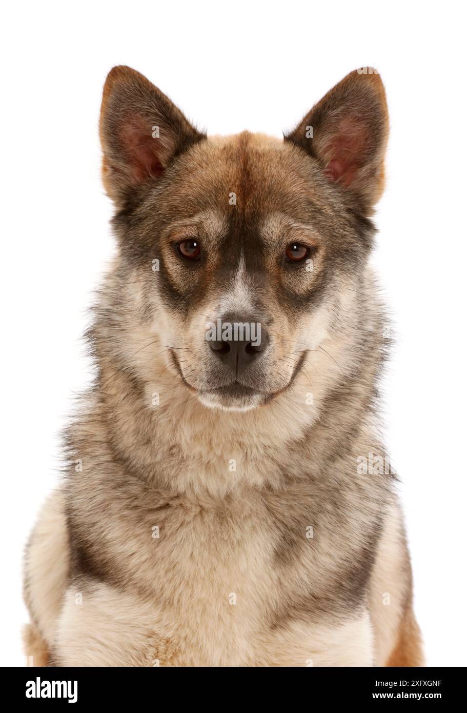 Husky-cross dog. Foto Stock
