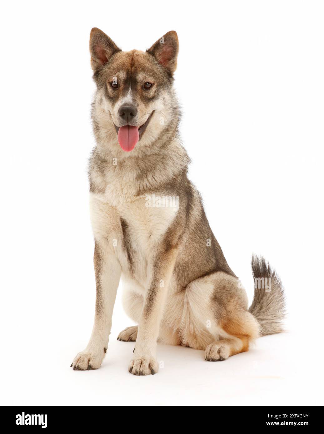 Husky-cross dog seduto. Foto Stock