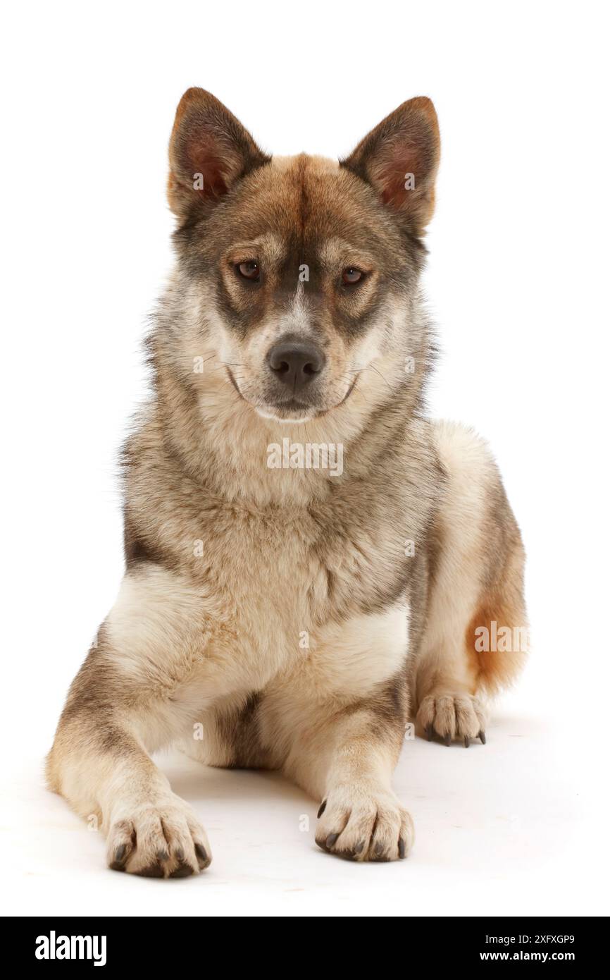 Ritratto Husky-cross dog. Foto Stock