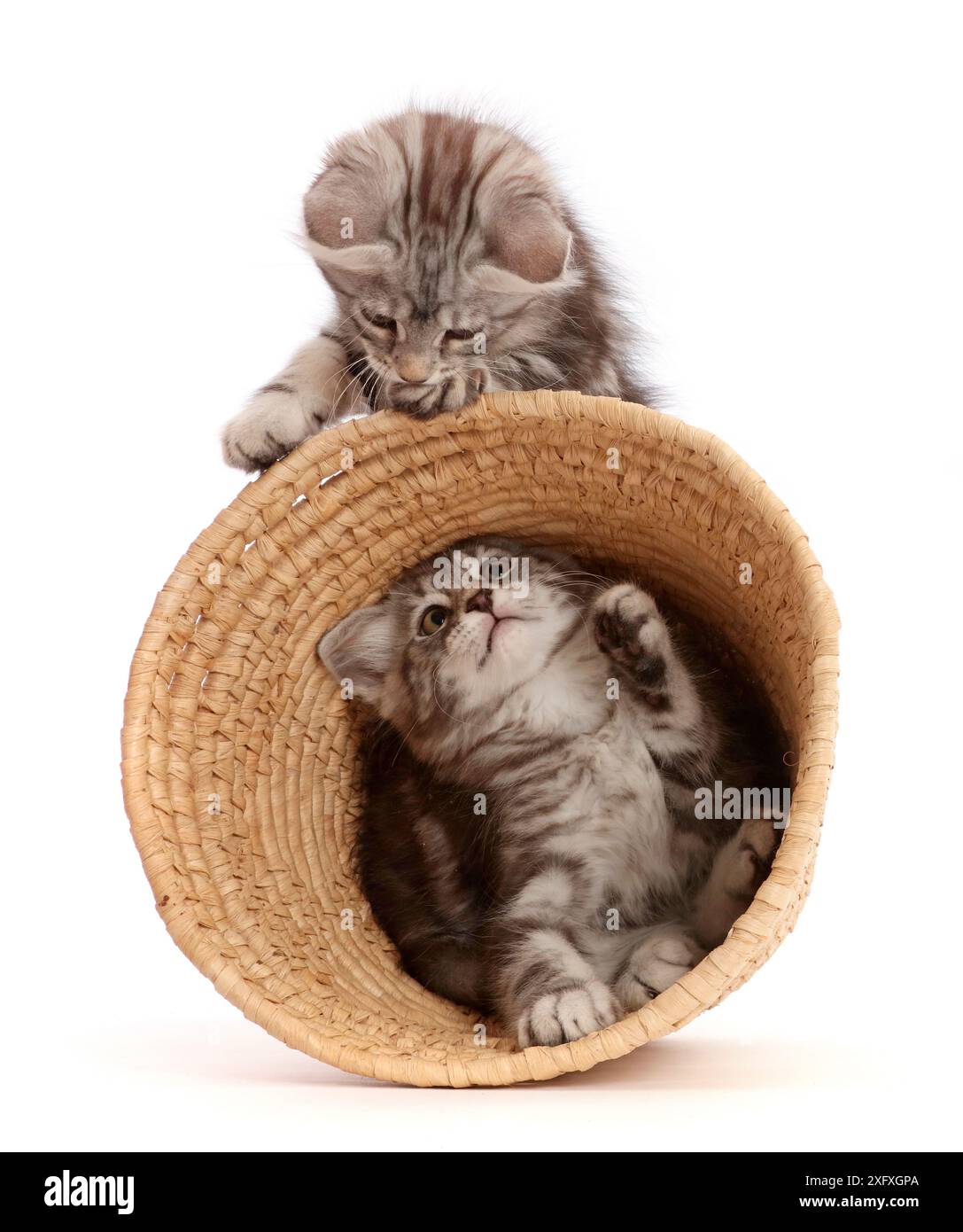 Gattini Silver tabby, Freya e Blaze, 9 settimane, giocano con un cestino di vimini. Foto Stock