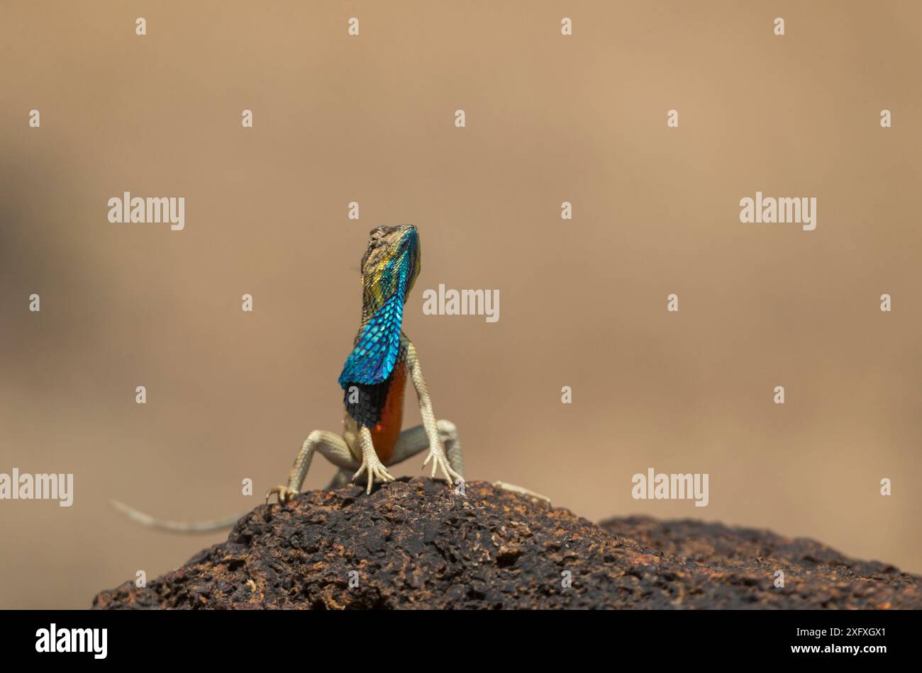 Superba lucertola a bocca aperta (Sarada superba) maschile che mostra dewlap, Chalkewadi Plateau, Maharashtra, India Foto Stock