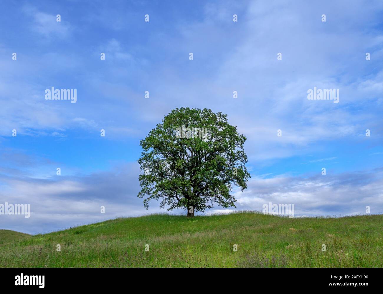 Nuvole nel cielo blu sopra un albero solitario nel paesaggio rurale, Baviera, Germania, Europa Foto Stock