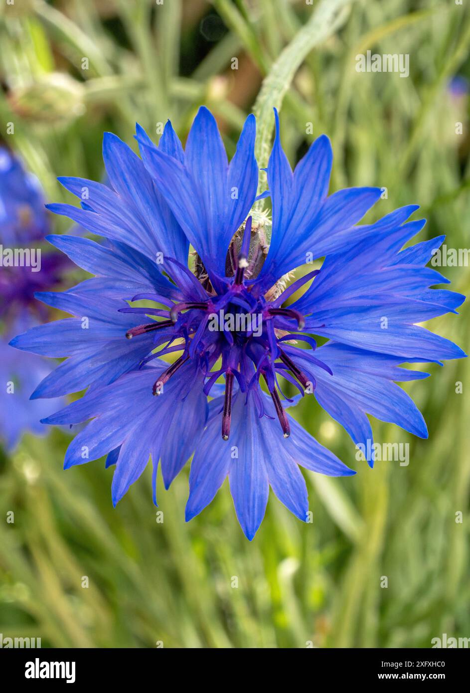 Fiori di mais blu (Centaurea cyanus), Baviera, Germania, Europa Foto Stock