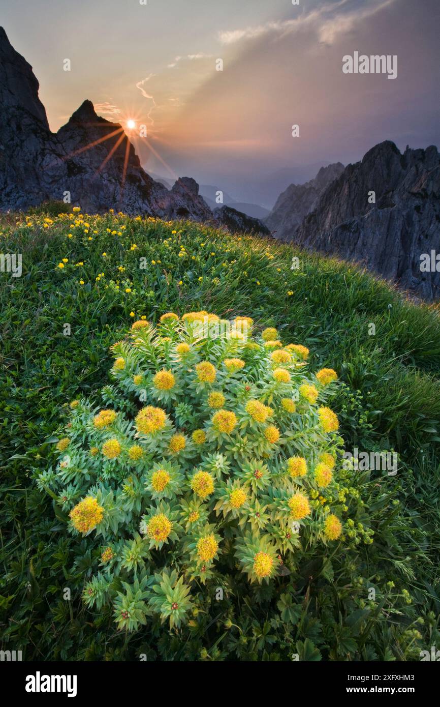 Roseroot (Sedum rosea) passo di Mangrt, Alpi Giulie, Slovenia. Giugno 2008 Foto Stock