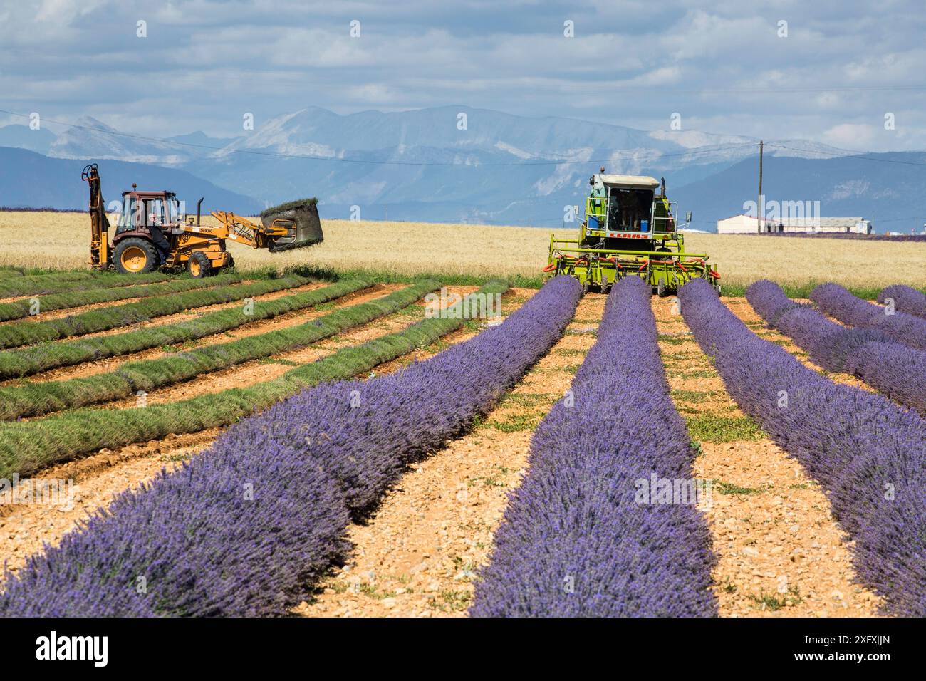 Raccolta della lavanda, Plateau de Valensole, Provenza, Francia. Luglio 2014 Foto Stock