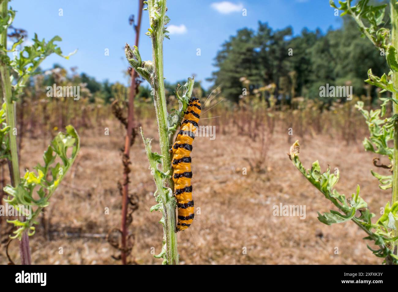 Falena di cinabro (Tyria jacobaeae) che si nutre di foglie di ragmosto comune (Jacobaea vulgaris) in estate, Belgio, luglio Foto Stock