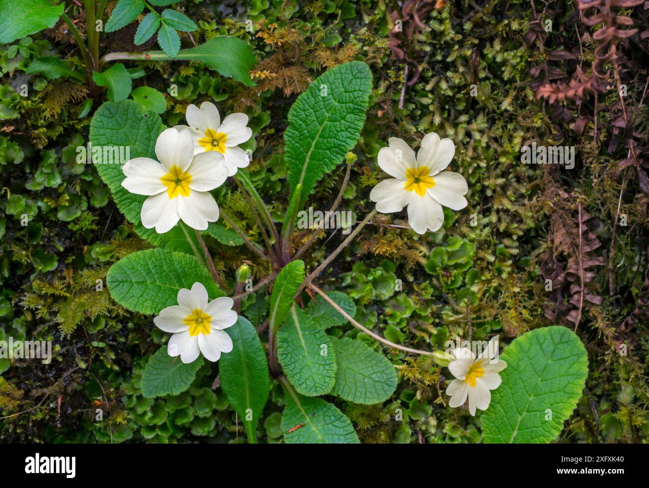 Primula comune / primula inglese (Primula vulgaris) in fiore su roccia coperta di muschio in primavera, Scozia, Regno Unito, maggio Foto Stock