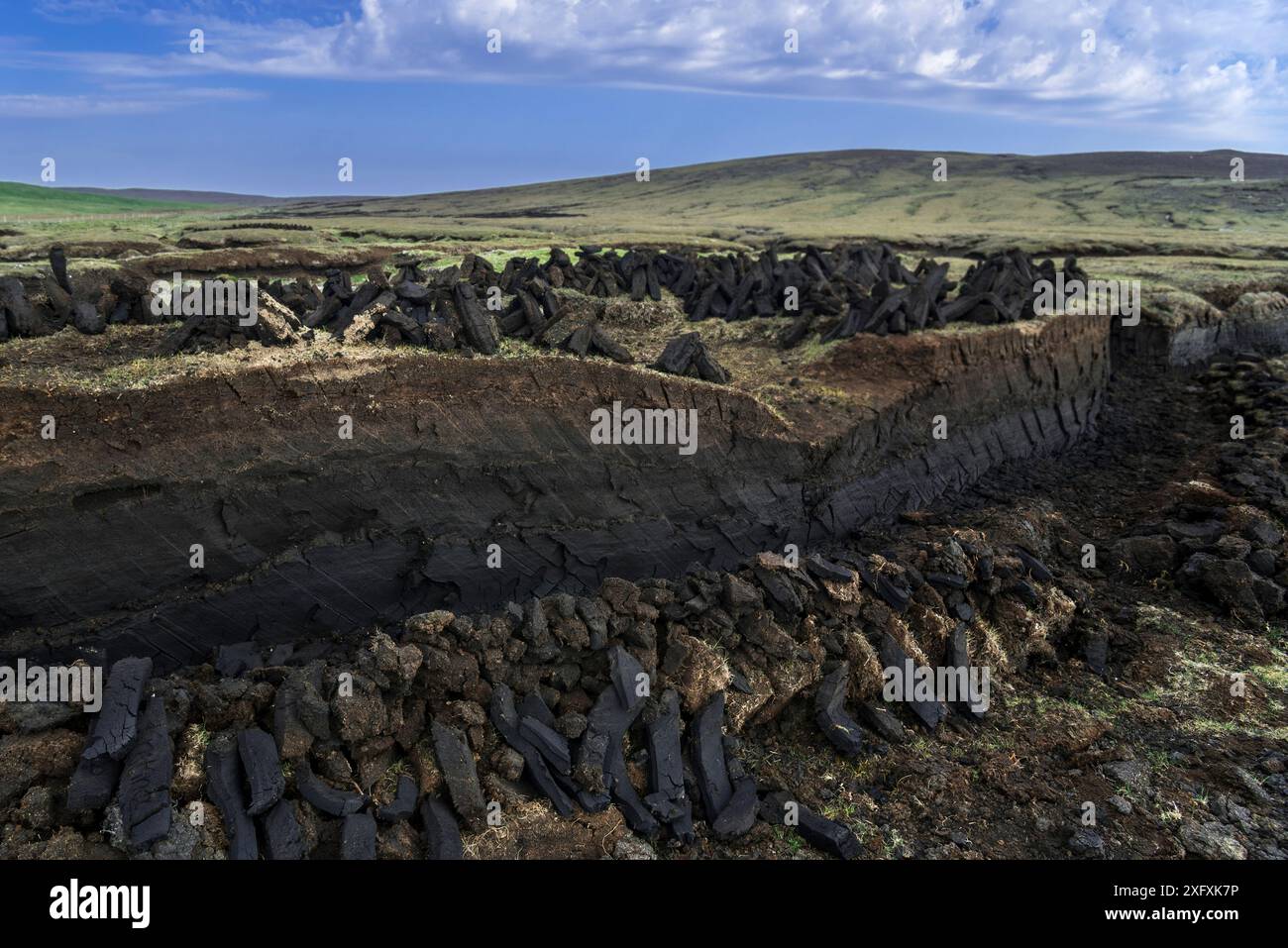 Estrazione della torba in torbiere di brughiera che mostra pile di essiccazione della torba raccolta da utilizzare come combustibile tradizionale, Isole Shetland, Scozia, Regno Unito, maggio 2018 Foto Stock