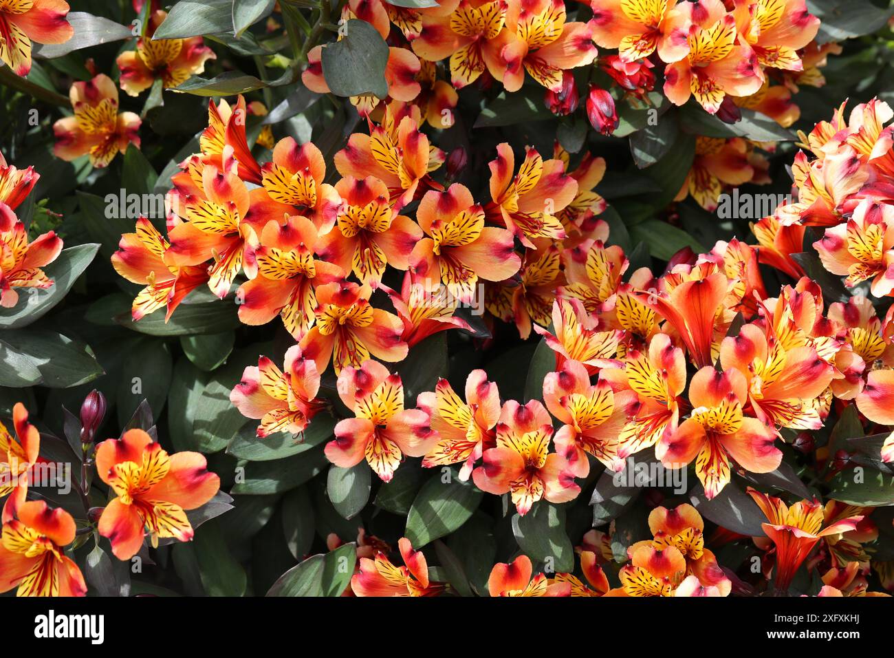 Giglio peruviano o Giglio degli Incas, Alstroemeria Indian Summer "Tesronto", Alstroemeriaceae. Sud America. Foto Stock