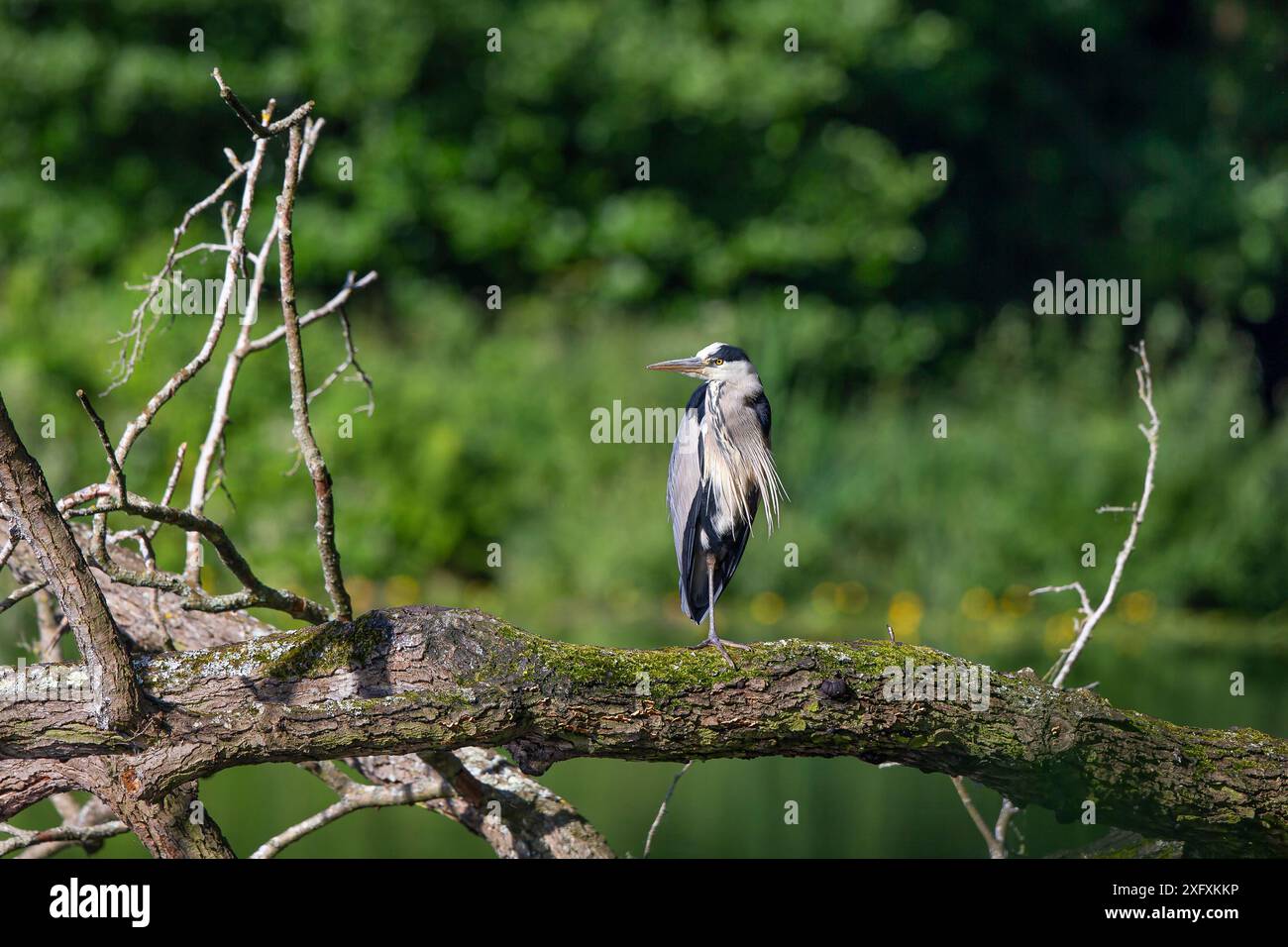 Vista frontale di un uccello di airone grigio selvaggio del Regno Unito (Ardea cinera) felicemente appollaiato sul tronco di un albero caduto sull'acqua, godendosi il sole estivo. Foto Stock