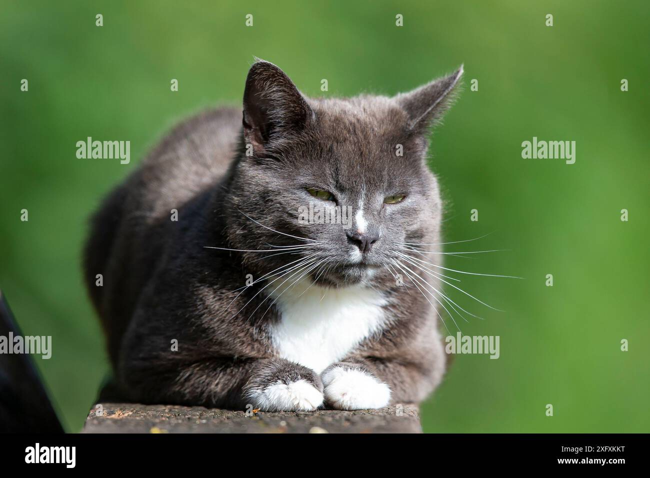Primo piano di un gatto carino (grigio con petto bianco e zampe) isolato all'aperto seduto su una panchina del parco che sembra molto assonnato al sole! Foto Stock