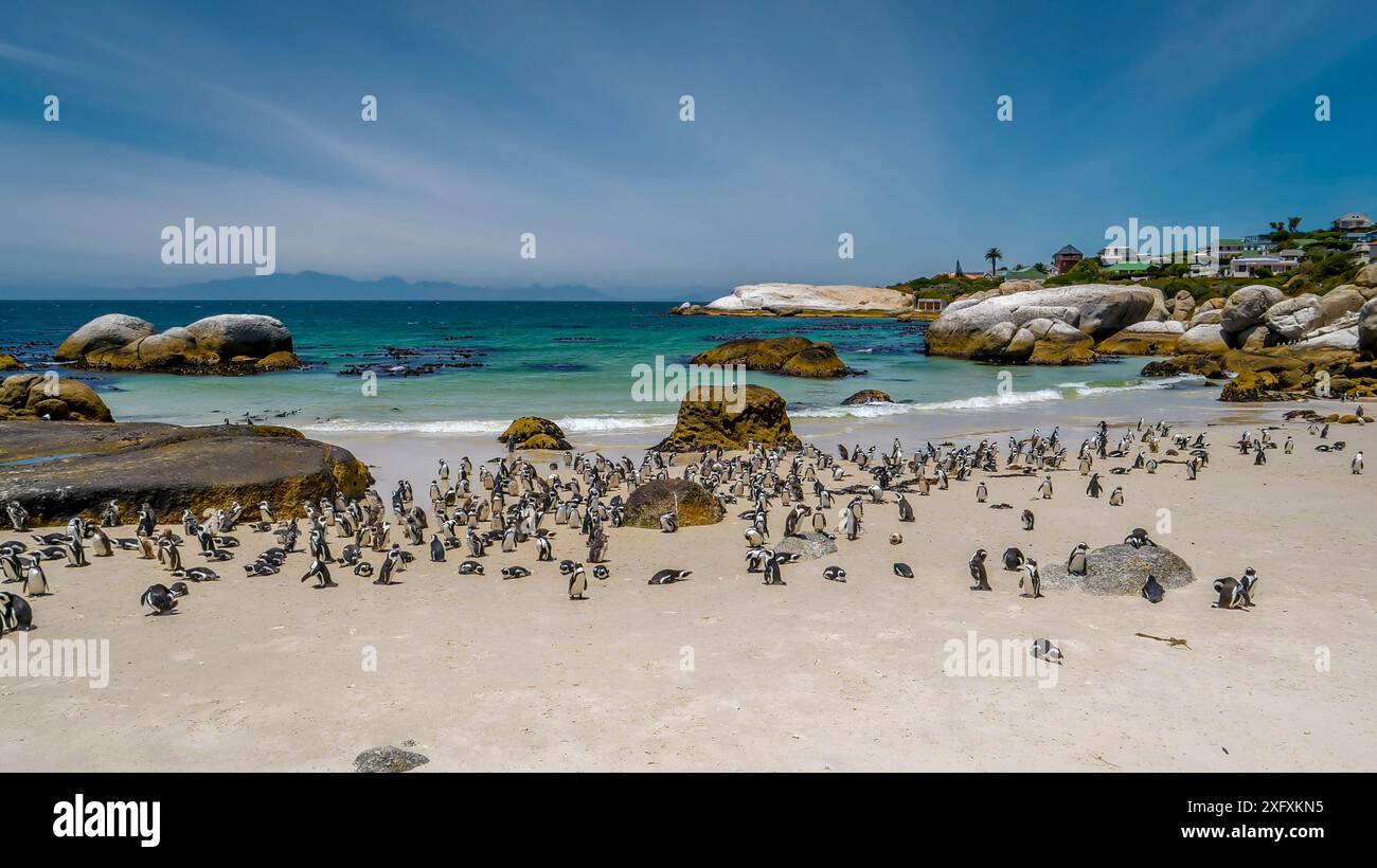 Colonia di pinguini africani/Jackass (Spheniscus demersus) sulla spiaggia. Città del Capo, Sud Africa. Gennaio 2018. Foto Stock